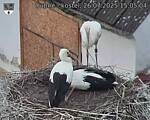Capi_Dubne_20250726_150504.jpg