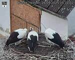 Capi_Dubne_20250726_151002.jpg