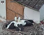 Capi_Dubne_20250726_152004.jpg