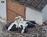 Capi_Dubne_20250726_152503.jpg