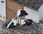 Capi_Dubne_20250726_153003.jpg