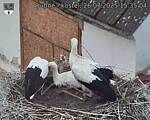 Capi_Dubne_20250726_153504.jpg