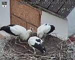 Capi_Dubne_20250726_155503.jpg