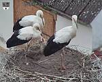 Capi_Dubne_20250726_162004.jpg