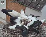 Capi_Dubne_20250726_163502.jpg
