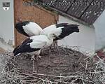 Capi_Dubne_20250726_164503.jpg