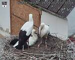 Capi_Dubne_20250726_170504.jpg