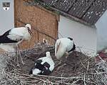 Capi_Dubne_20250726_171503.jpg