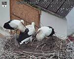 Capi_Dubne_20250726_172503.jpg