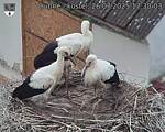 Capi_Dubne_20250726_173003.jpg