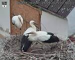 Capi_Dubne_20250726_174003.jpg