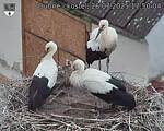 Capi_Dubne_20250726_175004.jpg
