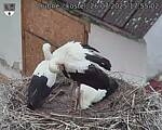 Capi_Dubne_20250726_175502.jpg