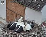 Capi_Dubne_20250726_180003.jpg