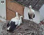 Capi_Dubne_20250726_181003.jpg