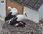 Capi_Dubne_20250726_183003.jpg