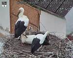 Capi_Dubne_20250726_184003.jpg