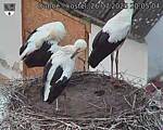 Capi_Dubne_20250726_200504.jpg