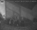 Capi_Dubne_20250726_234003.jpg