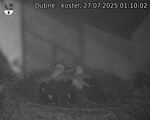 Capi_Dubne_20250727_011002.jpg