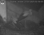 Capi_Dubne_20250727_025003.jpg