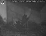 Capi_Dubne_20250727_025502.jpg