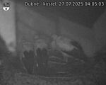 Capi_Dubne_20250727_040503.jpg