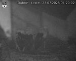 Capi_Dubne_20250727_042002.jpg