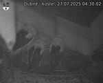 Capi_Dubne_20250727_043002.jpg