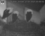 Capi_Dubne_20250727_050003.jpg