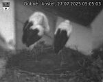 Capi_Dubne_20250727_050503.jpg