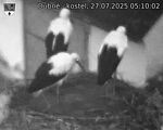 Capi_Dubne_20250727_051002.jpg