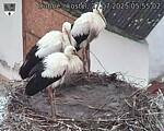 Capi_Dubne_20250727_055502.jpg