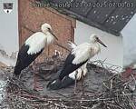 Capi_Dubne_20250727_070003.jpg
