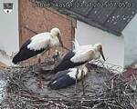 Capi_Dubne_20250727_070503.jpg