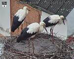 Capi_Dubne_20250727_075002.jpg