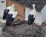 Capi_Dubne_20250727_081003.jpg