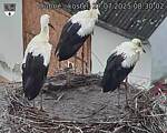 Capi_Dubne_20250727_083002.jpg