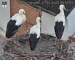 Capi_Dubne_20250727_090503.jpg