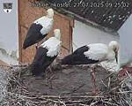 Capi_Dubne_20250727_092502.jpg