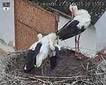 Capi_Dubne_20250727_101503.jpg