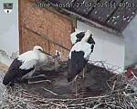 Capi_Dubne_20250727_114003.jpg