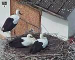 Capi_Dubne_20250727_120002.jpg