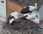 Capi_Dubne_20250727_121502.jpg