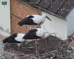 Capi_Dubne_20250727_123503.jpg