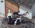 Capi_Dubne_20250727_131502.jpg