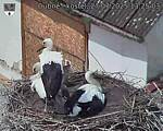 Capi_Dubne_20250727_132503.jpg