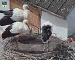 Capi_Dubne_20250727_133002.jpg