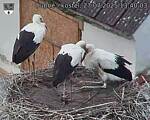 Capi_Dubne_20250727_134003.jpg