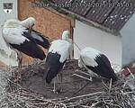 Capi_Dubne_20250727_134503.jpg